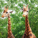 giraffe