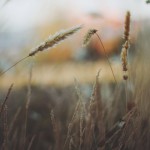 grassy