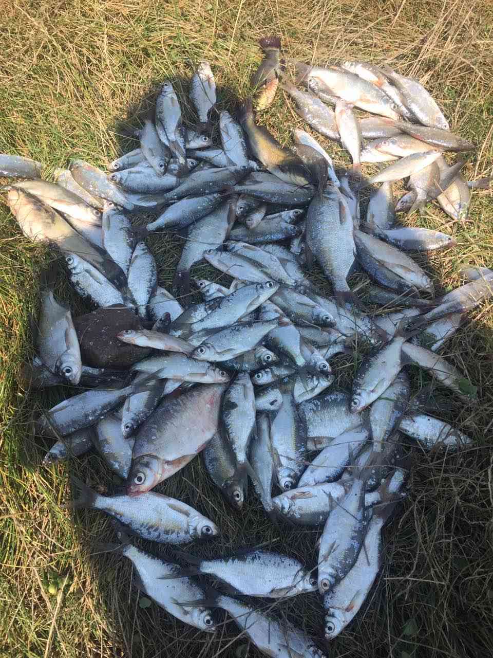 Риболовачка секција корисника ГЦ Јагодина на Гружанском језеру - сл. 2