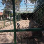 Zoološki vrt – slika 3